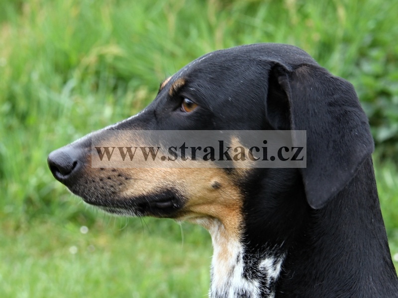 1727 Ant�na