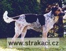 293 Akademik
