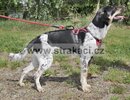 3135 �abajka