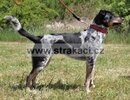 3165 Abelie