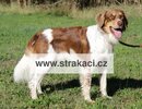 3227 Falcau